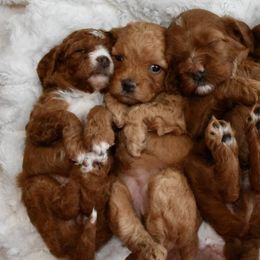 Cavapoo Puppies from Coastal Cavapoos