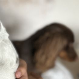 Dachshunds from R.G. Dachshunds