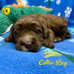 Slinky - Chocolate male Australian Labradoodle puppy in Rhode Island from Highland Beach Labradoodles