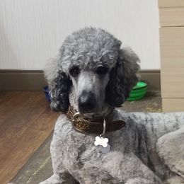 Oliver - Poodle