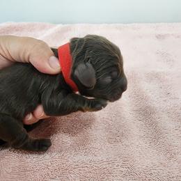 AKC Woodstock - Sable male Cocker Spaniel puppy in New Market, Tennessee from Down in the Holler