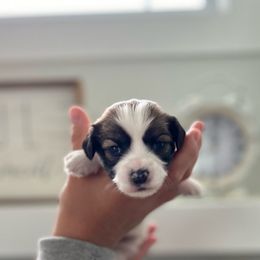 Maggie (tan collar) - White Havanese puppy in Osceola, Indiana from LUV my HAVAMALT