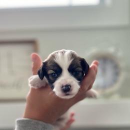 Maggie (tan collar) - White Havanese puppy in Osceola, Indiana from LUV my HAVAMALT