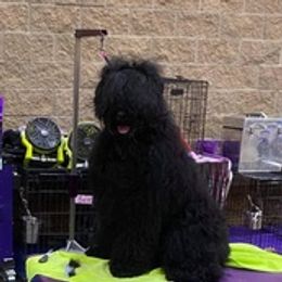 Black Russian Terriers from Denise's Black Russian Terriers