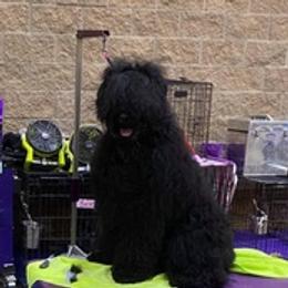Black Russian Terriers from Denise's Black Russian Terriers