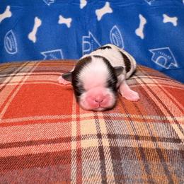 Louie - Tricolor male Shih Tzu puppy in Phoenix, Arizona from Spoiled ShihTzu LLC