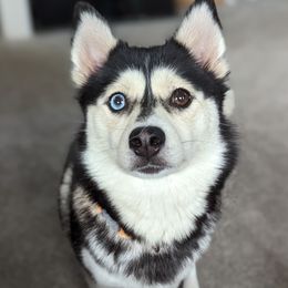 Echo - Pomsky