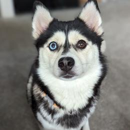 Echo - Pomsky