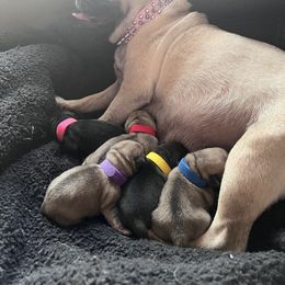 French Bulldog and Pug Puppies from Naughty and Naked Cattery and Kennel