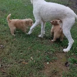 Bordoodle Puppies from Alabama Top Doodles