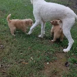 Bordoodle Puppies from Alabama Top Doodles