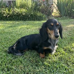 Sylvy - Dachshund