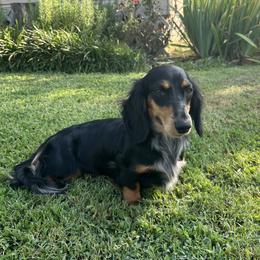 Sylvy - Dachshund