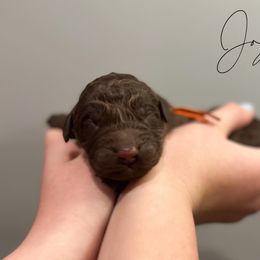 Assorted Doodle Crosses and Newfoundland Puppies from Bluegrass Newfypoos
