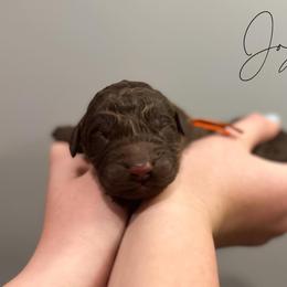 Assorted Doodle Crosses and Newfoundland Puppies from Bluegrass Newfypoos