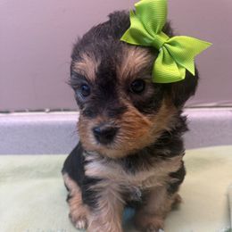 Kaleesi - Black and gold female Yorkipoo puppy in Independence, Kentucky from 4paws4ever by Design
