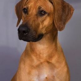 Rhodesian Ridgeback Puppies from RoccRidge Hounds