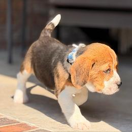 Pete - Black tan and white male Beagle puppy in Mansfield, Missouri from Rippee Creek Kennel