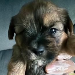 Boy 2 - Black and tan male Shorkie puppy in Florida from Shih tzus and Shorkies Galore