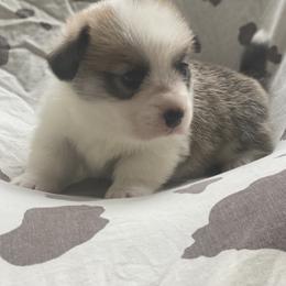 Hank - Red male Pembroke Welsh Corgi puppy in Woodland, Washington from MB Acres Corgis