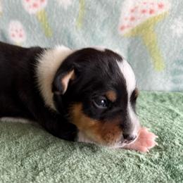 Lily - Black white and tan female Rat Terrier puppy in Lebanon, Virginia from Majestic Valley Farms