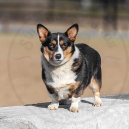 Tilly - Pembroke Welsh Corgi