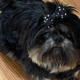 Dobbie - Shih Tzu