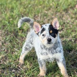 Aira - Blue mottled female Australian Cattle Dog puppy in Rosharon, Texas from 4Surge Cattle Dogs