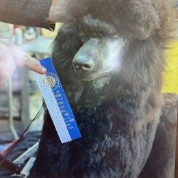 Poodle All Grown Up from Cedar Grove Standard Poodles