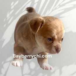 JACK 2700 - Red male Chihuahua puppy in Richmond, Virginia from Bayberry Chihuahuas