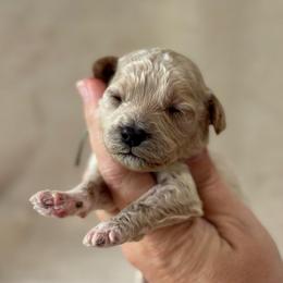 Carousel - Apricot male Goldendoodle puppy in Wharton, Texas from Little Fur Friends