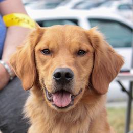 Rock-It - Golden Retriever