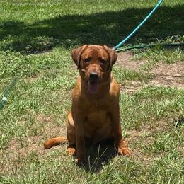 Odin - Yellow male Labrador Retriever puppy in Kissimmee, Florida from SunState Labs