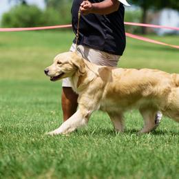 Boba - Golden Retriever