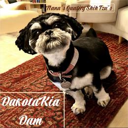 Dakota - Shih Tzu