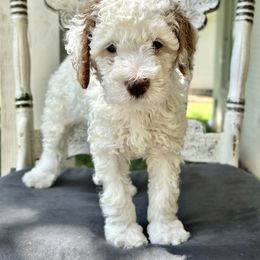 Goldendoodle Puppies from Ivy’s Doodles