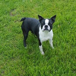 Emma - Boston Terrier