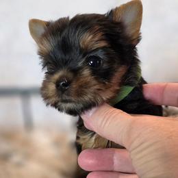 Bitty - Black and gold female Yorkshire Terrier puppy in Luray, Tennessee from Little Angel Yorkies