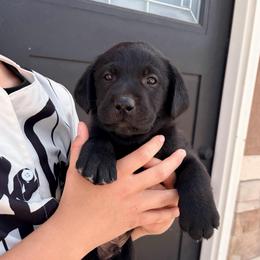 Tux - Black male Labrador Retriever puppy in Richfield, Utah from Stormy River Retrievers