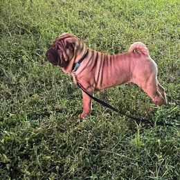 Chinese Shar-Pei Puppies from Sunspire Shar-Pei
