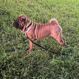 Chinese Shar-Pei Puppies from Sunspire Shar-Pei