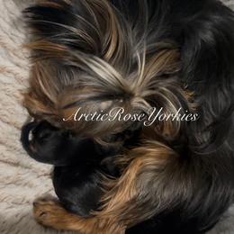 Pup - male Yorkshire Terrier puppy in Alaska from Arctic Rose Yorkies