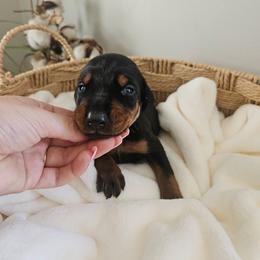 Stella (white) - Black and rust female Doberman Pinscher puppy in Hamilton, Ohio from Little Dragon Dobermans