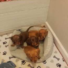 Dachshund Puppies from C and j doxies