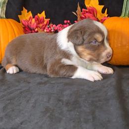 Red Tri Male 1 - Red tri-color male Australian Shepherd puppy in Crossville, Alabama from Bluff View Aussies