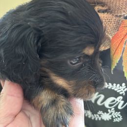 Velvet - Brindle female Dachshund puppy in Argos, Indiana from TKO Doxies