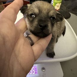 Chihuahua and Poodle Puppies from Garrett’s Chihuahuas and Poodles