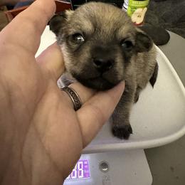 Chihuahua and Poodle Puppies from Garrett’s Chihuahuas and Poodles