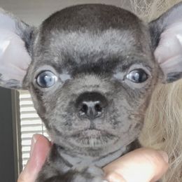 Melody - Chihuahua