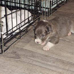 Boy 1 - Blue Border Collie puppy in Chino Valley, Arizona from Dog Pond Border Collies